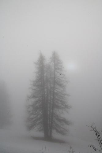 Abeti nella nebbia