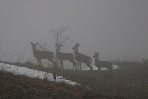 Camoschi nella nebbia