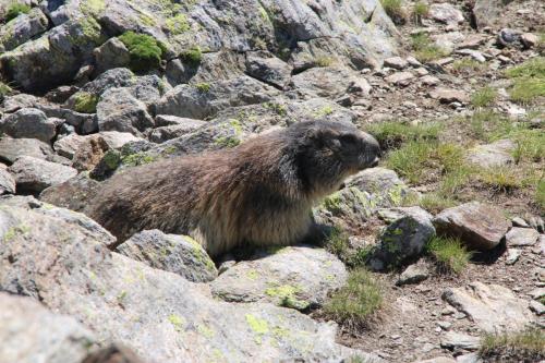 MARMOTTA