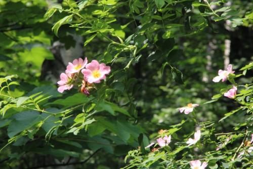 Rosa Canina