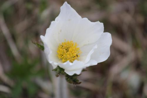 ROSA di NATALE