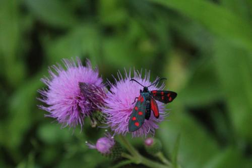 Vedovella alpina