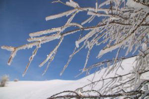 Frozen Tree