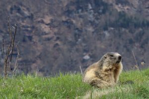 Marmotta